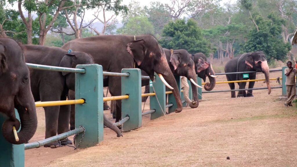 Theppekkad Elephant Camp