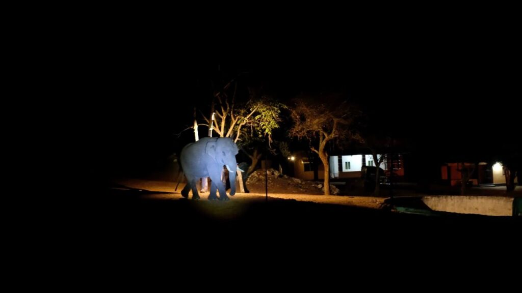 Wild Elephant at our Masinagudi Forest Stay