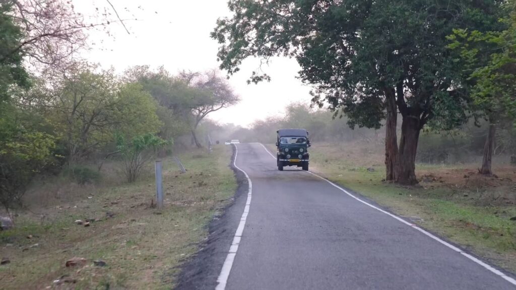 Jeep Safari through Masinagudi Forest