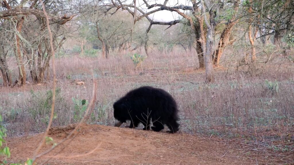 Spotted bear during our Masinagudi Jeep Safari