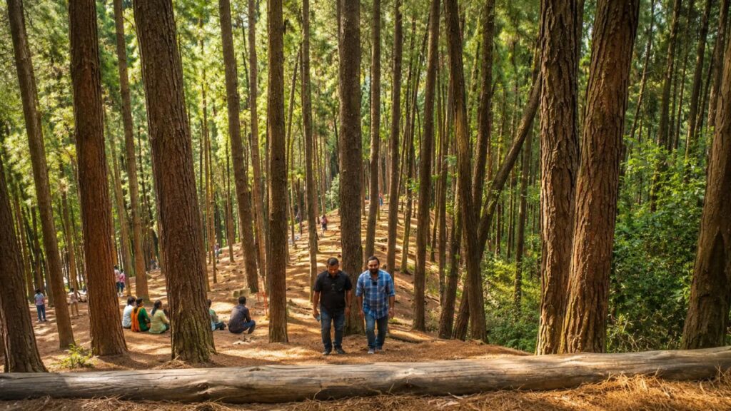 Vagamon Pine Forest