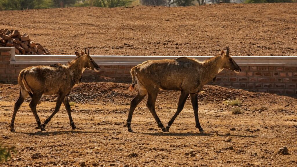 Wildlife around the Rat Temple of India