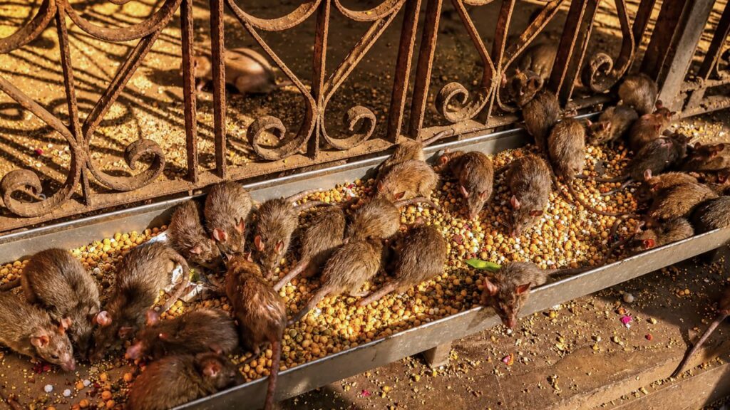 At Karni Mata Temple, Rajasthan