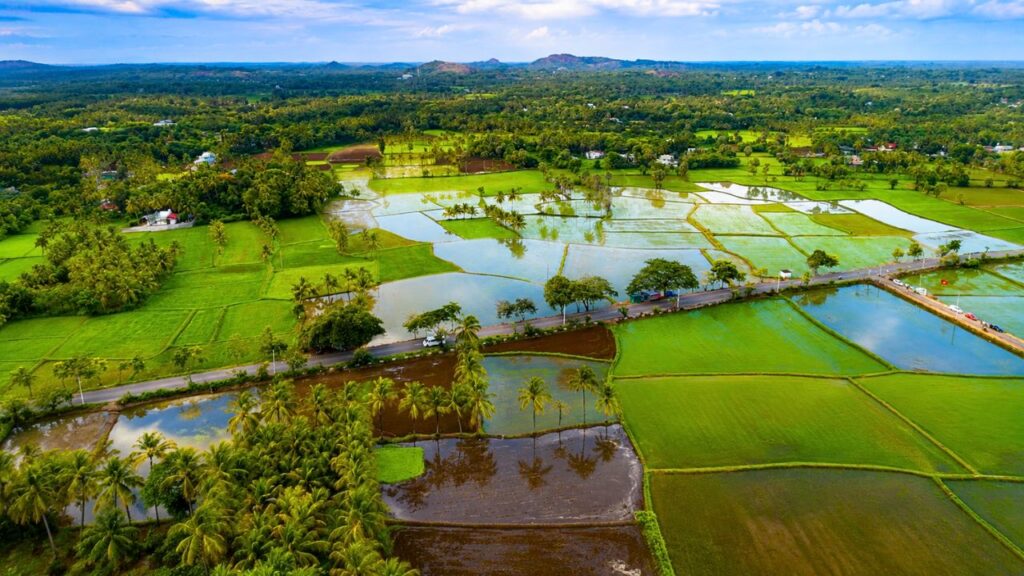 Beautiful Paddy Fields Behind Kari Virunthu Restaurant