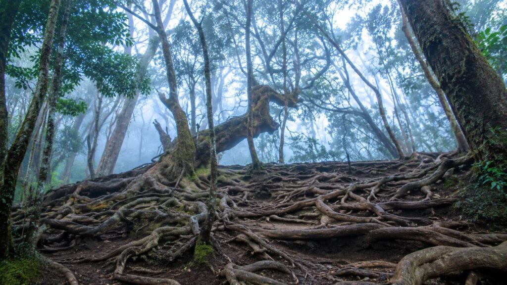 Guna Caves near Kodaikanal