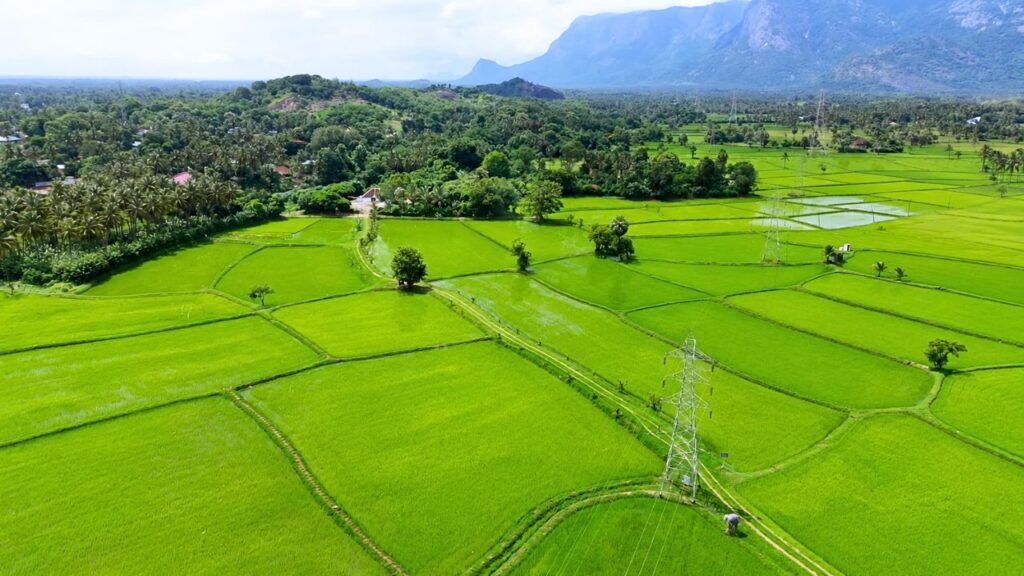 Kollengode Paddy Fields - Palakkad Kalyana Biriyani