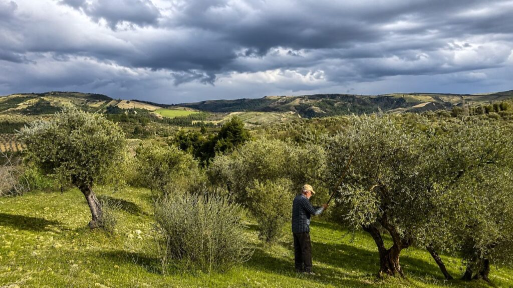 Olive Plantations in Turkey