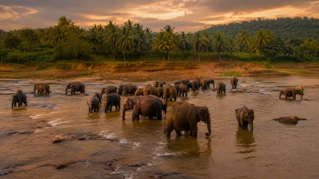 Pinnawala Elephant Orphanage - Must Visit Spot Between Colombo and Kandy