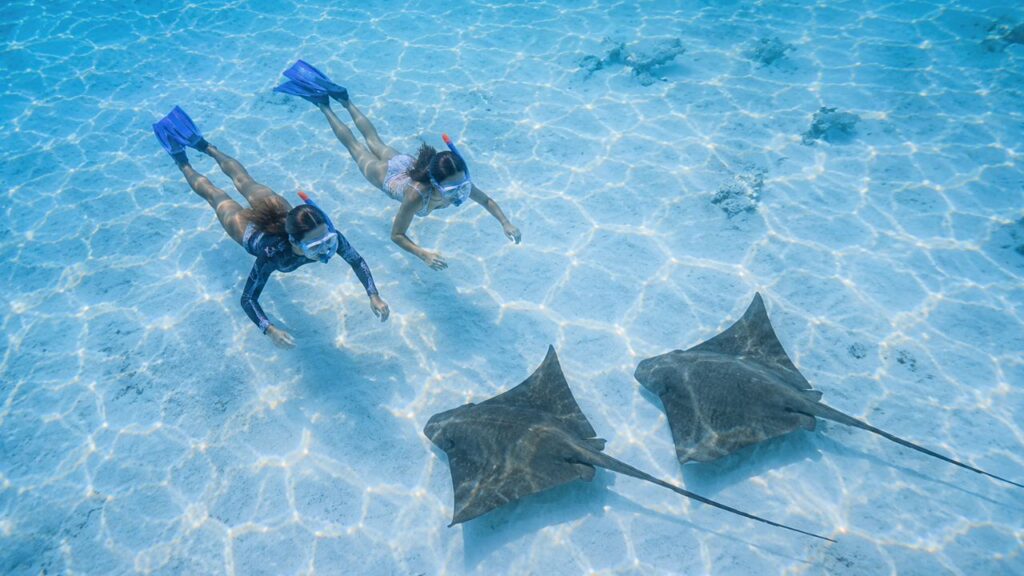Snorkelling in Maldives- Swimming with Stingrays