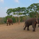 Masinagudi Wildlife Experience and Night Stay