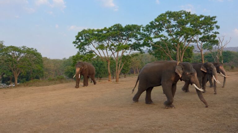 Masinagudi Wildlife Experience and Night Stay