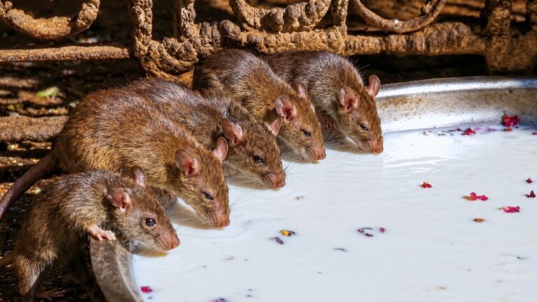 Rats at the Rat Temple of India